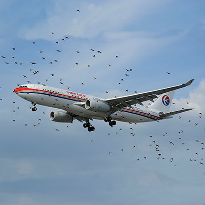 A3330-flock-of-birds-wiki-thumbnail